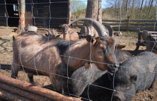 Rancho Colorado - Foto 15