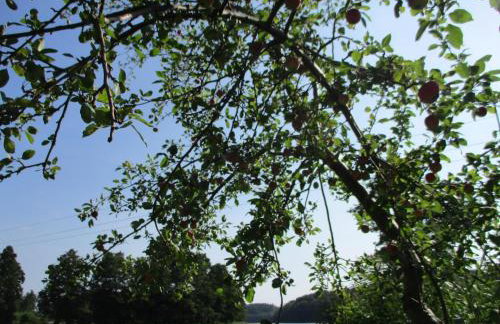 Holiday Flat in Kolczewo-70 qm for 6 Persons - Foto 44