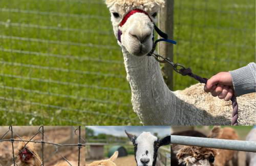 Cosy Cabins at Westfield Farm, Isle of Wight - Photo 74
