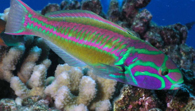 Contemplando um peixe de cores vivas