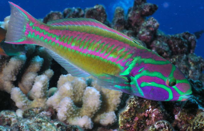 Immersione per principianti a Lahaina - Foto 5