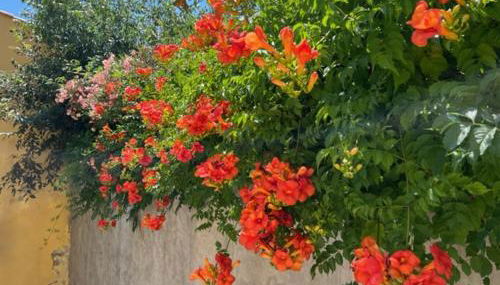 Mas de silvacane - Foto 5, Garden