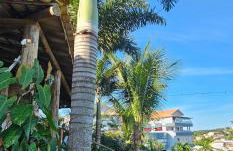 Casa Jardim Mar - Foto 13