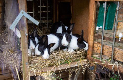 StorchenHof - Foto 24