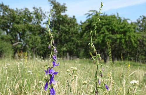 Ferienwohnung Kerstin - Foto 22