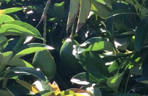 Mediteranean style Ohana Rental / Loft & Sundeck panoramic OCEAN VIEW - Foto 7