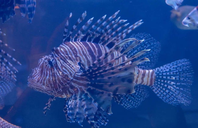 Ingresso do Aquário Emaar - Foto 8