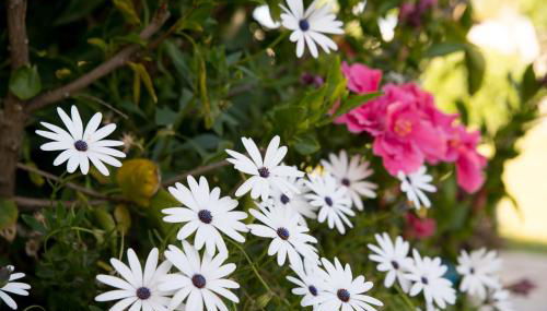 Casara Tres - 2 Dormitorios - Jardín y acceso Privado a la Playa - Foto 2