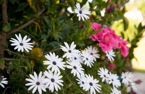 Casara Tres - 2 Dormitorios - Jardín y acceso Privado a la Playa - Foto 2