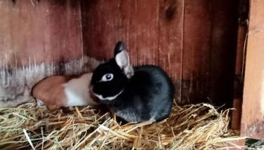 Spreewald-Pension Marina - Foto 3