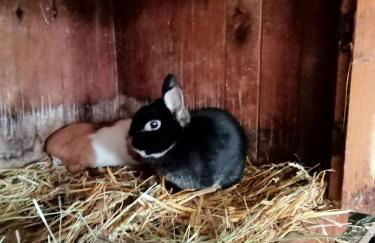 Spreewald-Pension Marina - Foto 3