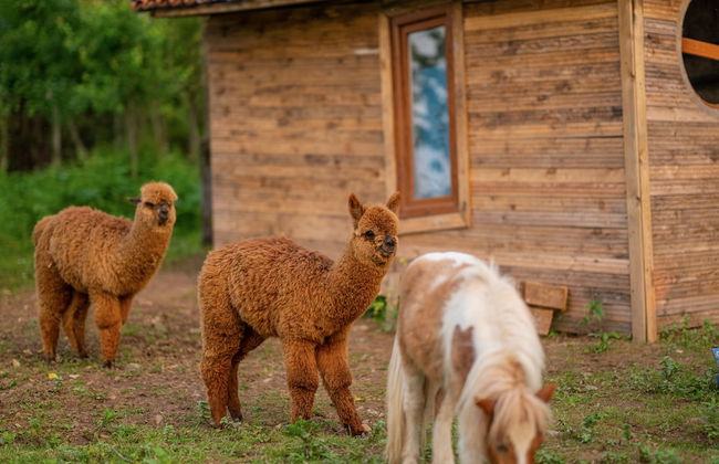 Alya Kartepe Villa Hotel - Foto 54