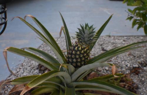 Pelican's Roost, Waterfront comfort at Venture Out - Foto 58