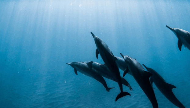 Spot native marine life