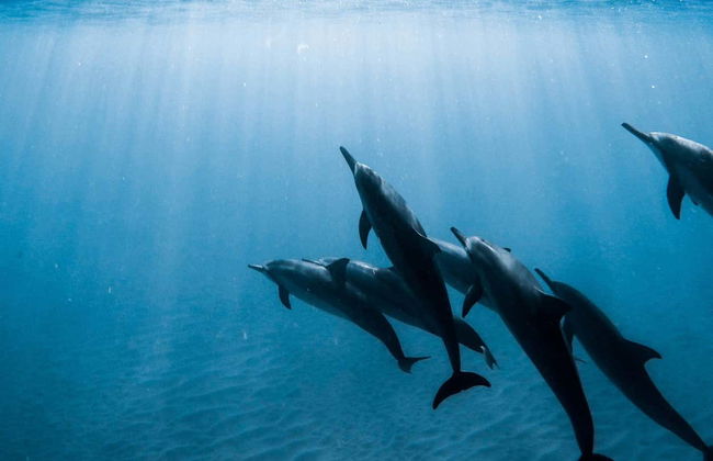 South Tenerife Cruise - Photo 2