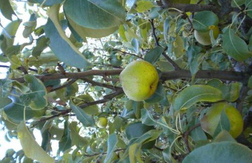 Agriturismo Il Melo - Foto 30