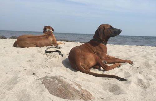 Ferienwohnung Strandgut - Foto 13