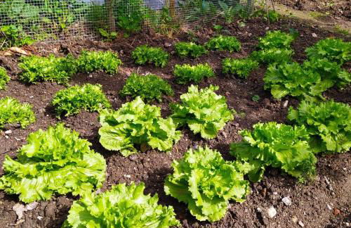 Fogar do Pumar - Foto 40