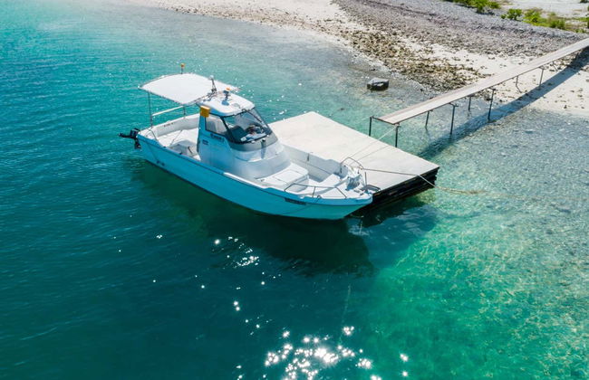 Avvistamento di delfini ad Addu - Foto 1