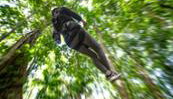 Recorrido por línea de cremallera adrenalina - Foto 3