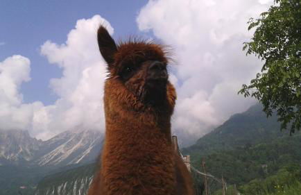 Casa da 2 a 7 posti nelle Piccole Dolomiti - Foto 17