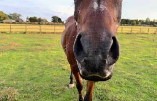 Boutique Countryside Studio with Farm Animals - Foto 11