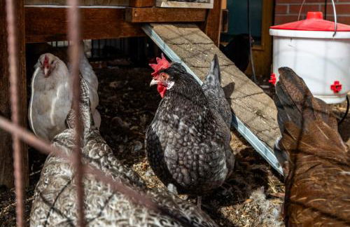 Walk to Denver Zoo City Park Getaway with Garden - Foto 33