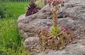 Dom w Czerwonej Dolinie Haus im Roten Tal Seidorf Sosnówka` - Foto 45