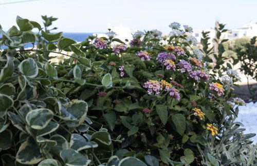 Aegeans Eye - Foto 24