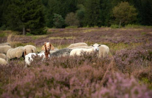 Sauerland-Häuschen Kleine Auszeit - Foto 18