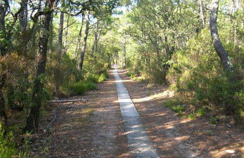 La Tomate Surfeuse 1 - Foto 9