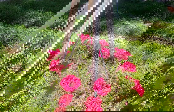 Tumba Sisli Vadi - Foto 69