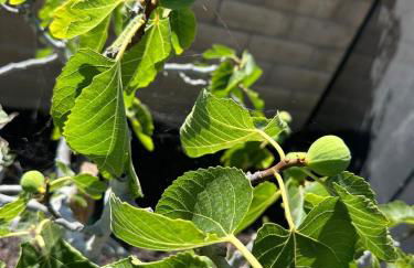 Oceanside Tropical Resort with HEATED POOL & SPA! - Foto 7