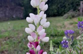 Casa L&M - Refúgio com Horta Biológica Certificada - Foto 42