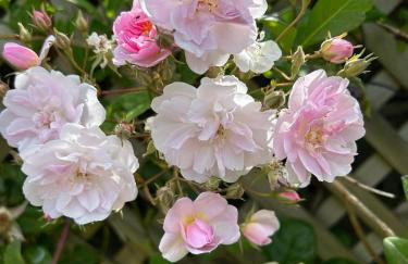 Luxury Farmhouse Retreat with Private Hot Tub & EV - Foto 17