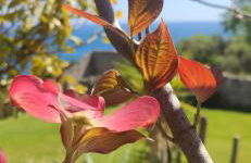 Il giardino sull'isola - Appartamento - Bergeggi - Foto 12