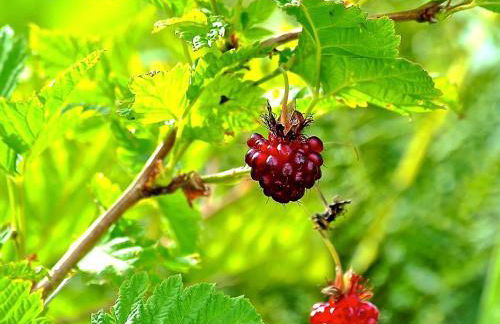Rustic Room Rental in a Lodge for a Fishing Vacation on Kodiak Island, Alaska - Foto 9