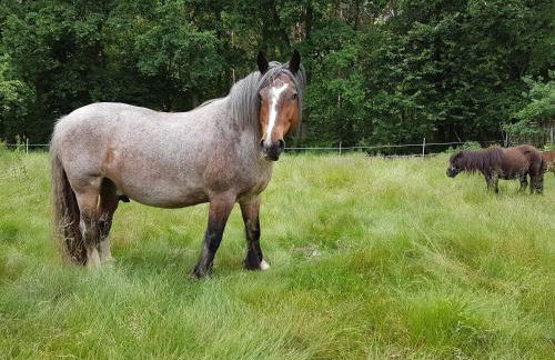 Doppelhaushälfte Ostwind vom Naturhof Usedom - Foto 50