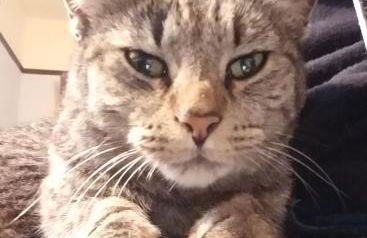 Whole Home w hot tub in NE Portland Alberta Arts - Foto 25