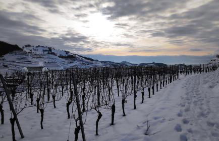 Weingut & Straußwirtschaft Vogel - Foto 55