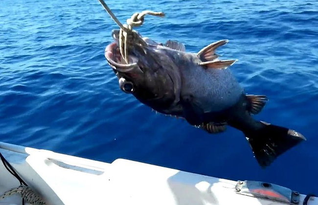 "Seitenhalbtagesfischen Abenteuer: Transfer inklusive!" - Foto 5