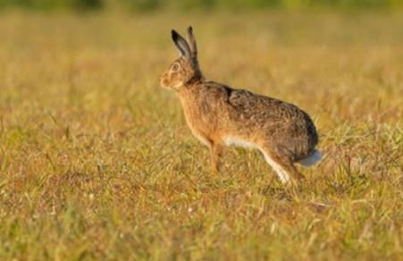 Owlswood Lodge - Photo 72