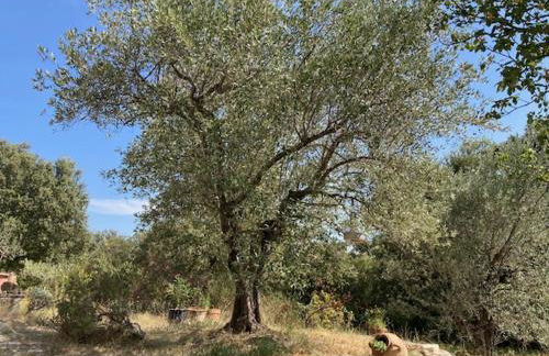 Entre garrigue et potager bio - Foto 54