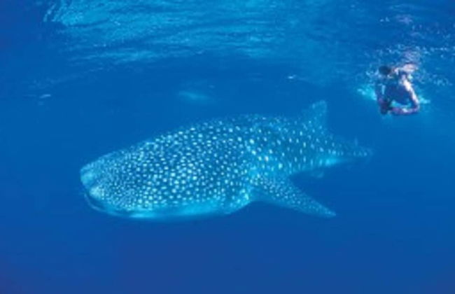 RAC Exmouth Cape Holiday Park - Foto 79