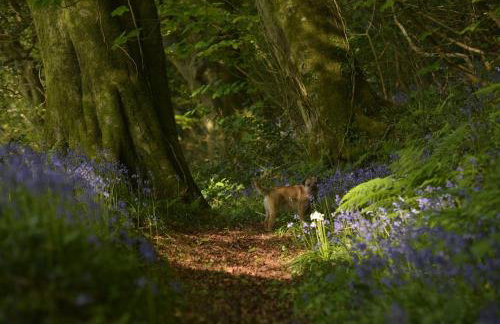 Sweet Pea Cottage, Amroth - Foto 54