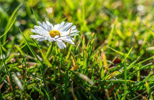 Sunflower con vista su Siena - Foto 50
