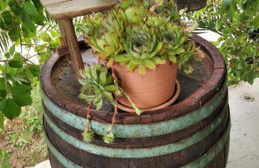 Apartments with parking space Ugljan - 8527 - Foto 16