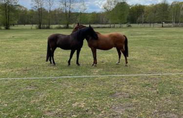 Kleine Auszeit im Seenland - Foto 21