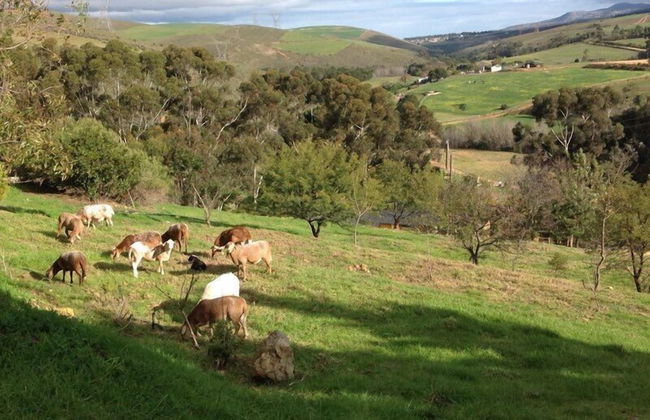 Swaynekloof Farm - Photo 51