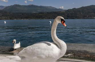 Lago Maggiore Bay - Foto 51